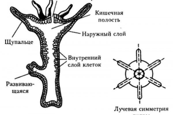 Кракен войти