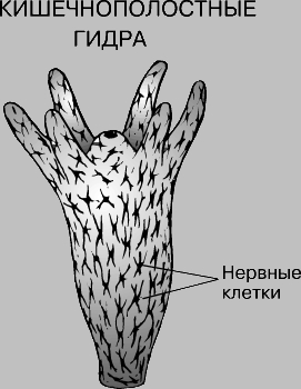 Зеркало кракен kr2web in